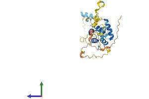 AlphaFold protein structure predicition of Human Recombinant CNN1 Protein, UniprotID P51911 (CNN1 Protein (AA 1-297) (His tag))