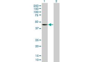 Western Blot analysis of SGK2 expression in transfected 293T cell line by SGK2 MaxPab rabbit polyclonal antibody.