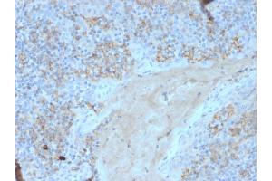 Formalin-fixed, paraffin-embedded human tonsil stained with CD95 Mouse Monoclonal Antibody (FAS/3588). (FAS antibody  (AA 26-96))