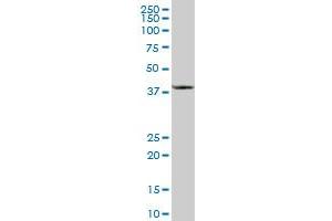 CCBL1 MaxPab polyclonal antibody. (CCBL1 antibody  (AA 1-374))