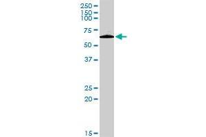 PLXDC1 MaxPab rabbit polyclonal antibody. (PLXDC1 antibody  (AA 1-500))