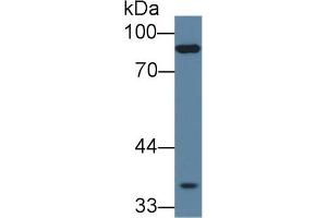 Western Blot; Sample: Mouse Skeletal muscle lysate; Primary Ab: 1µg/ml Rabbit Anti-Human PCDHb15 Antibody Second Ab: 0.
