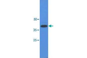 Western blot analysis of A-549 cell lysate (40 ug) by using TP53I3 monoclonal antibody, clone AT1C9  (1:3000).