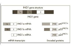 Image no. 1 for anti-Inhibitor of Growth Family, Member 1 (ING1) (AA 285-296) antibody (ABIN118055) (ING1 antibody  (AA 285-296))