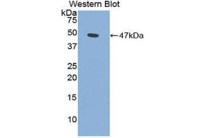 Western Blotting (WB) image for anti-Phospholipase A2, Group IIA (Platelets, Synovial Fluid) (PLA2G2A) (AA 22-146) antibody (ABIN1860250) (PLA2G2A antibody  (AA 22-146))