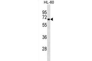 RLIM Antibody (Center) (ABIN1881751 and ABIN2838946) western blot analysis in HL-60 cell line lysates (35 μg/lane). (RLIM antibody  (AA 199-227))