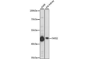 Western blot analysis of extracts of various cell lines, using F antibody (ABIN7269265) at 1:1000 dilution. (FARS2 antibody  (AA 1-250))