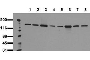 Western Blotting (WB) image for anti-phospholipase C, gamma 1 (PLCG1) (AA 970-990) antibody (ABIN492624) (Phospholipase C gamma 1 antibody  (AA 970-990))