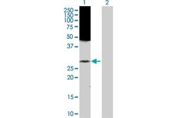 RAB43 antibody  (AA 1-212)