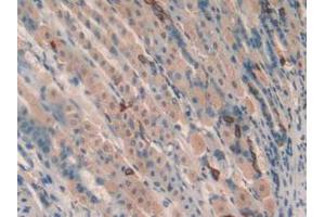 IHC-P analysis of Mouse Stomach Tissue, with DAB staining. (TOLLIP antibody  (AA 19-254))