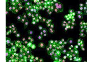 Immunofluorescence (IF) image for anti-Proliferating Cell Nuclear Antigen (PCNA) antibody (ABIN2665321) (PCNA antibody)