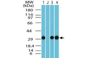 Western blot analysis of human FAM3C in human brain lysate (0. (FAM3C antibody  (AA 40-80))