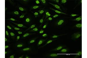 Immunofluorescence of purified MaxPab antibody to HNRNPUL1 on HeLa cell. (HNRNPUL1 antibody  (AA 1-804))