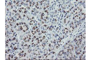Image no. 1 for anti-THAP Domain Containing 6 (THAP6) antibody (ABIN1501374) (THAP6 antibody)