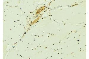 ABIN6276898 at 1/100 staining Mouse muscle tissue by IHC-P.
