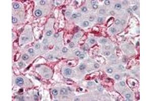 Immunohistochemistry analysis of human liver tissue stained with Membrin, pAb at 10 μg/mL. (GOSR2 antibody)
