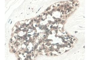 Immunohistochemistry (IHC) image for anti-Complement Component 5a (C5a) (AA 678-751) antibody (ABIN7427906)