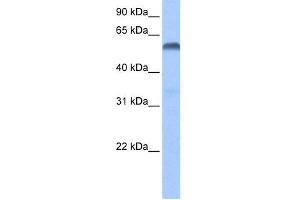 WB Suggested Anti-PAX3 Antibody Titration:  0. (Paired Box 3 antibody  (N-Term))