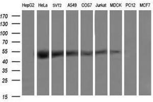 Image no. 2 for anti-tRNA 5-Methylaminomethyl-2-Thiouridylate Methyltransferase (TRMU) antibody (ABIN1501523) (TRMU antibody)