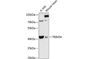 Western blot analysis of extracts of various cell lines, using TRIM54 antibody (ABIN6132371, ABIN6149531, ABIN6149532 and ABIN6216981) at 1:3000 dilution. (TRIM54 antibody  (AA 179-358))