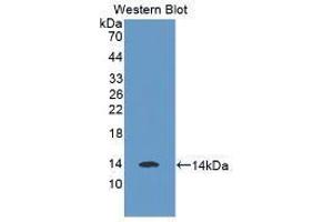 Western blot analysis of recombinant Human MSTN. (MSTN antibody  (AA 266-375))