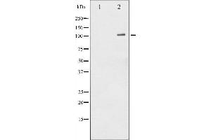 Western blot analysis of NF- kappaB p105/p50 phosphorylation expression in HeLa whole cell lysates,The lane on the left is treated with the antigen-specific peptide. (NFKB1 antibody  (pSer932))