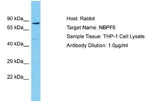 Host: Rabbit Target Name: NBPF6 Sample Type: THP-1 Whole Cell lysates Antibody Dilution: 1. (NBPF6 antibody  (N-Term))