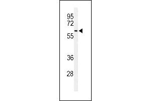 Western blot analysis of SNX27 Antibody (Center) (ABIN653905 and ABIN2843143) in 293 cell line lysates (35 μg/lane).