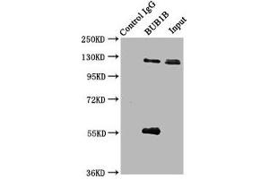 Immunoprecipitating BUB1B in JK whole cell lysate Lane 1: Rabbit control IgG (1 μg) instead of ABIN7160080 in Jurkat whole cell lysate. (BUB1B antibody  (AA 230-394))