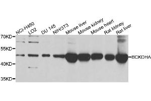 Western blot analysis of extracts of various cell lines, using BCKDHA antibody. (BCKDHA antibody)