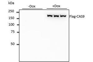 Anti-DYKDDDDK Ab at 1/1,000 dilution, 293 hTERT RPE-I Cells transduced With Flag•CAS9 lentivirus, lysates at 50 µg per Iane, rabbit polyclonal to goat lgG (HRP) at 1/10,000 dilution, (DYKDDDDK Tag antibody)