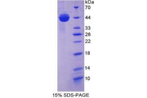 SDS-PAGE analysis of Mouse AST Protein. (GOT1 Protein)