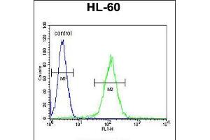 Flow cytometric analysis of HL-60 cells (right histogram) compared to a negative control cell (left histogram). (OR10J5 antibody  (C-Term))