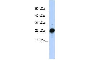 Western Blotting (WB) image for anti-Chorionic Somatomammotropin Hormone-Like 1 (CSHL1) antibody (ABIN2458618)