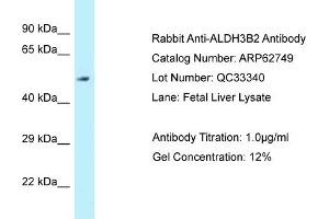 Western Blotting (WB) image for anti-Aldehyde Dehydrogenase 3 Family, Member B2 (ALDH3B2) (N-Term) antibody (ABIN970092) (ALDH3B2 antibody  (N-Term))