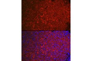 Immunofluorescence analysis of mouse ovary using FSHR Rabbit pAb (ABIN3022001, ABIN3022002, ABIN3022003, ABIN1512927 and ABIN6218564) at dilution of 1:100 (40x lens).