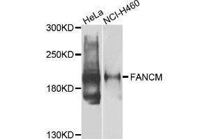 Western blot analysis of extracts of HeLa and NCI-H460 cells, using FANCM antibody. (FANCM antibody)