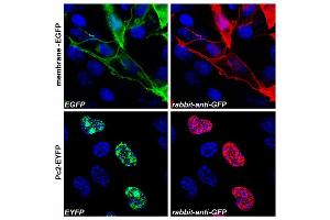 Confocal microscopy images of COS-7 cells transfected with expression constructs encoding membrane-tethered EGFP (membrane-EGFP, top) or nuclear Polycomb 2-EYFP fusion protein (Pc2-EYFP, bottom). (GFP antibody)