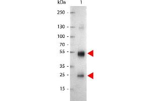 Western Blot of Alkaline Phosphatase Conjugated Goat anti-Rat IgG antibody. (Goat anti-Rat IgG (Heavy & Light Chain) Antibody (Alkaline Phosphatase (AP)) - Preadsorbed)