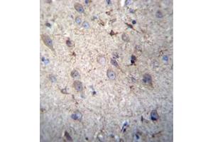Immunohistochemistry analysis in formalin fixed and paraffin embedded human brain tissue reacted with  GSTM5 Antibody (N-term) followed by peroxidase conjugation of the secondary antibody and DAB staining. (GSTM5 antibody  (N-Term))
