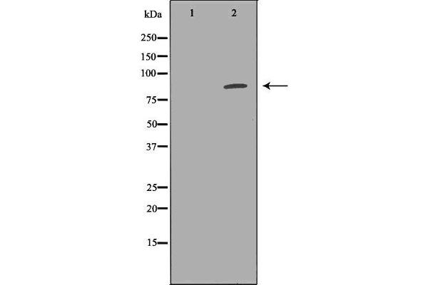 EXT1 antibody