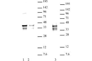 Nanog (pAb) tested by Western blot. (Nanog antibody  (N-Term))