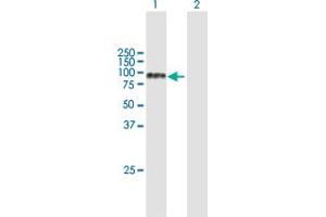 Western Blot analysis of NTRK3 expression in transfected 293T cell line by NTRK3 MaxPab polyclonal antibody.