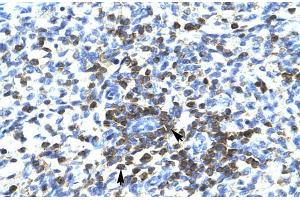 Human Spleen; RCOR3 antibody - N-terminal region in Human Spleen cells using Immunohistochemistry (RCOR3 antibody  (N-Term))