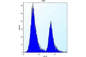Flow cytometric analysis of U251 cells using PEG10 Antibody (N-term) Cat. (PEG10 antibody  (N-Term))