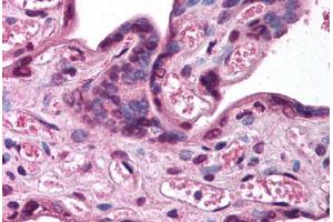 Human Placenta (formalin-fixed, paraffin-embedded) stained with KCNK5 antibody ABIN214786 at 2. (KCNK5 antibody  (AA 421-470))