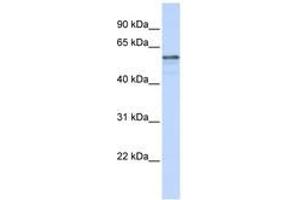 Image no. 1 for anti-Transmembrane Protein 195 (TMEM195) (AA 36-85) antibody (ABIN6740878) (TMEM195 antibody  (AA 36-85))