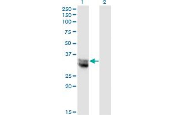 Nitrilase 1 anticorps  (AA 228-327)