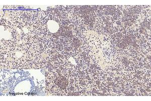Immunohistochemical analysis of paraffin-embedded mouse lung tissue. (E2F1 antibody  (AA 100-170))