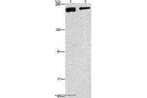 Western blot analysis of NIH/3T3 and hela cell, using CLTC Polyclonal Antibody at dilution of 1:300 (Clathrin Heavy Chain (CLTC) antibody)